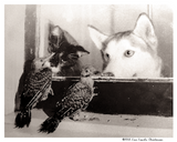 Shadow, Sebastian and the Flickers