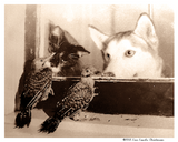 Shadow, Sebastian and the Flickers